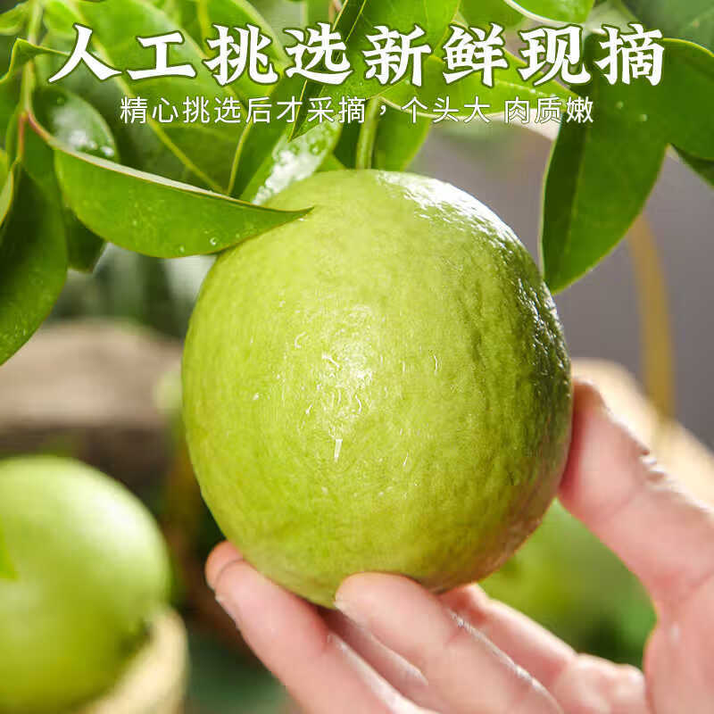 颜小荭芭乐双拼软糯奶油芭乐脆口红白心双拼芭乐组合新鲜水果当季番石榴 2.8-3斤白心奶油芭乐