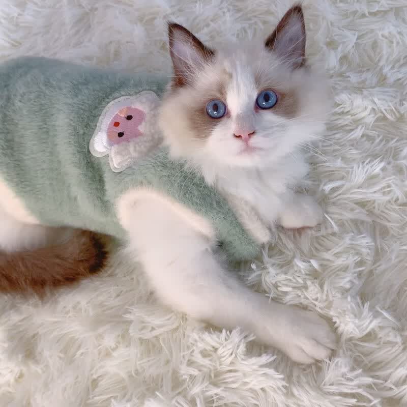 宠谷山下猫咪衣服秋冬季布偶猫保暖背心绒衣宠物狗狗衣服小猫猫幼猫防掉毛 绿色 M【5-8斤】高性价比高么？