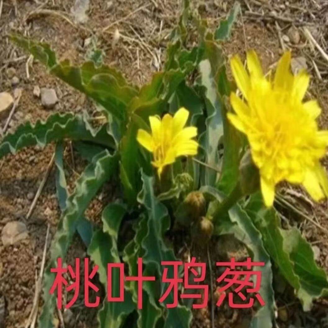 野生纯天然桃叶清热晒干罗罗葱路中药材桃叶新鲜食用树苗 野生路路葱