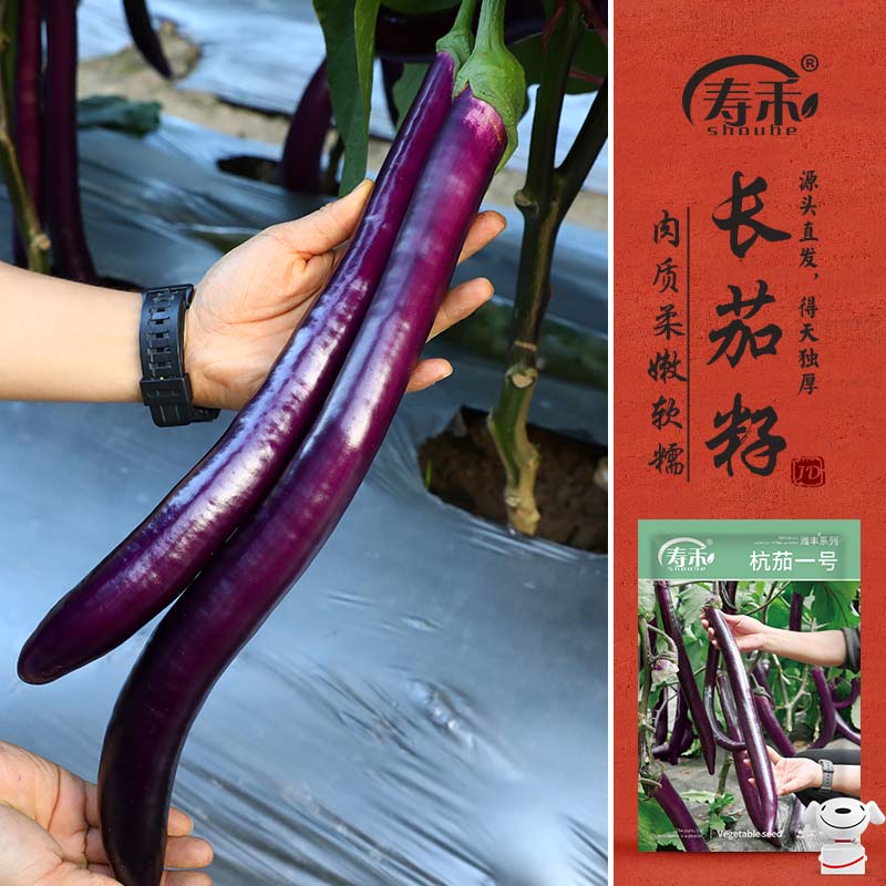 寿禾 长茄种子苗杭茄白肉紫皮家庭种植菜种籽 潍丰杭茄一号种子150粒