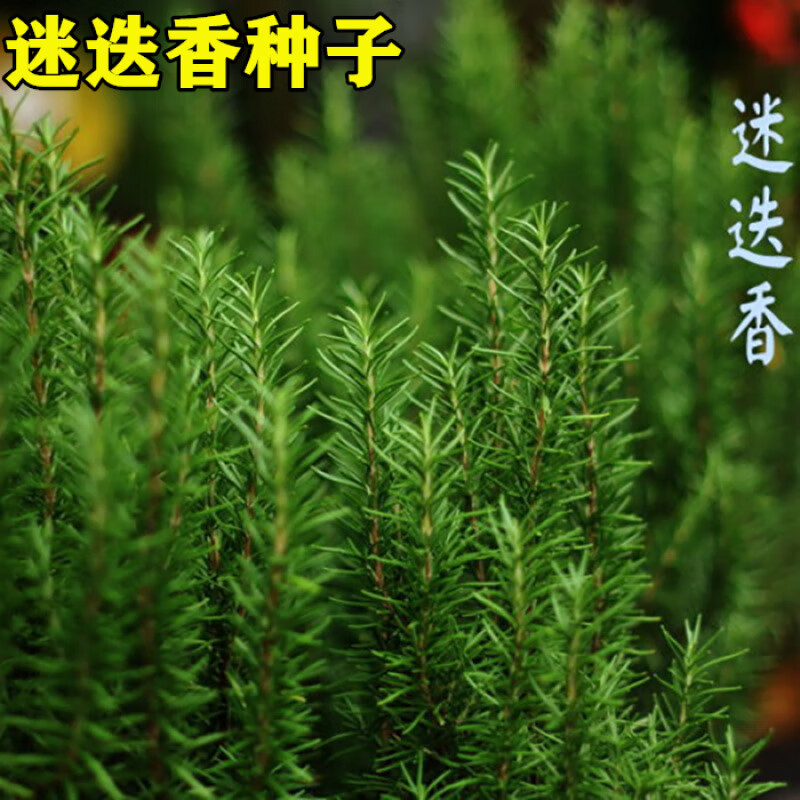花草林木种子 香草种子 花卉种子 调料种子 海洋之露 原厂包装(15粒)