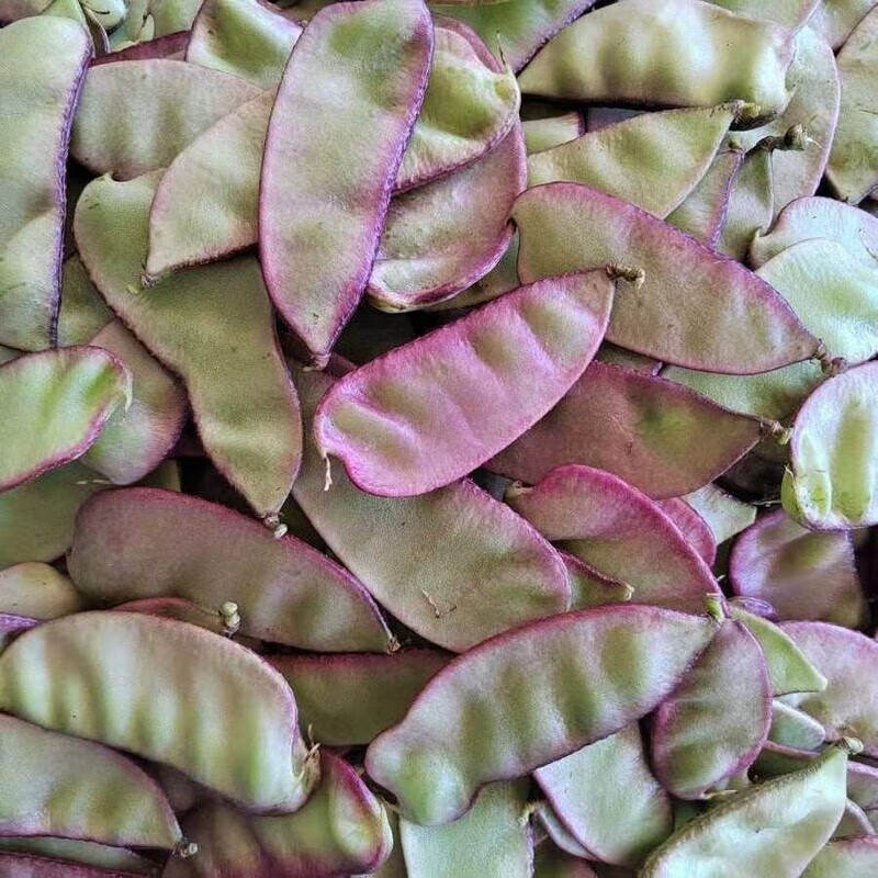 廣東新鮮蔬菜紫扁豆峨眉豆時令紅扁豆扁豆莢扁豆角豬耳朵彩眉豆 1斤新鮮扁豆 峨眉豆