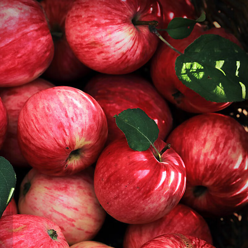 冉沃优选陕西洛川红富士苹果当季新鲜水果脆爽多汁果肉细腻源头直发整箱 净4.5斤品质大果  80-85mm果径