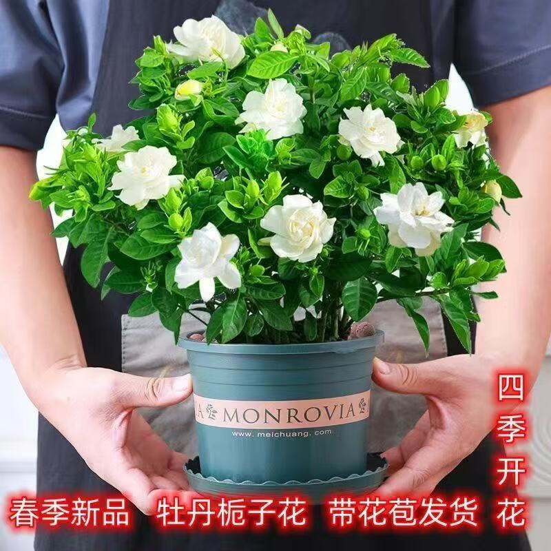 大盆栀子花带花苞栀子花盆栽水培室内花卉绿植四季开花除甲醛好养 小苗栀子花【无花苞]不开花 原土保湿发货+肥