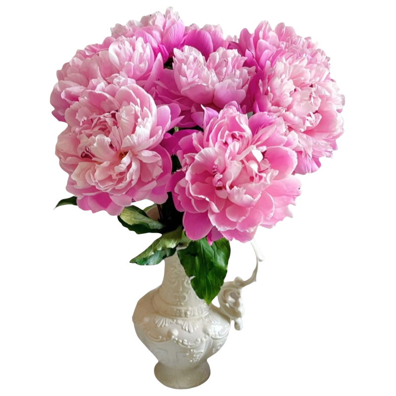 ���ڲ�����������ҩ�����ذ��ѿ�����ʻ��ļ���������̨ͥԺĵ��������ֲ�� ��ҩ��������顿����15cm