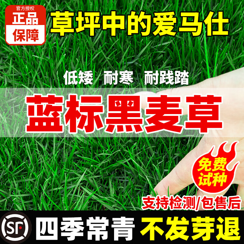 草坪种子护坡草籽草皮种子四季常青庭院免修剪耐寒草坪草绿化工程 黑麦草净籽1斤【耐寒耐冻】