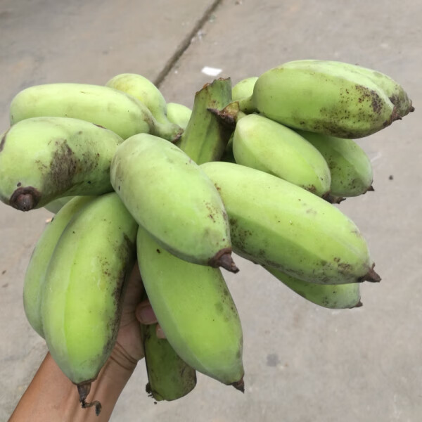 广东粉蕉3-9斤新鲜水果高州香蕉小米焦香蕉丑蕉自然熟食用苹果蕉 5斤