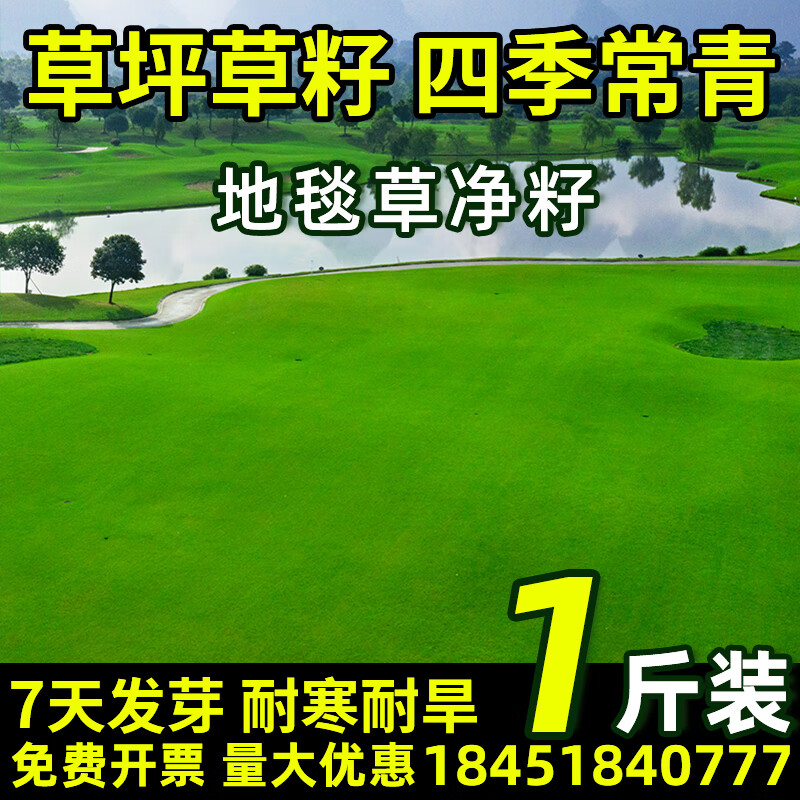 草坪种子护坡草籽草皮种子四季常青庭院免修剪耐寒草坪草绿化工程 地毯草净籽1斤【庭院别墅】