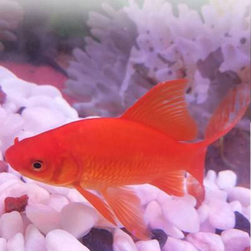 天虹农场 锦鲤活鱼龙凤锦鲤长尾金鲫红白三色黄金乌金白金观赏鱼金鱼