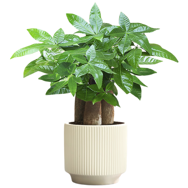 �����вƺ����辰��ֲ����A���������˷����������������裩Դͷֱ�� 31.8Ԫ