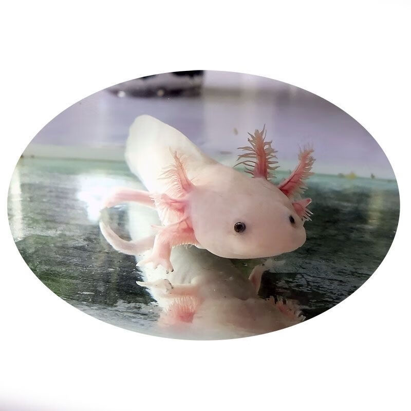 墨一六角恐龙鱼冷水鱼活体宠物鱼霸王蝾螈淡水金鱼龙鱼好养耐活 精品