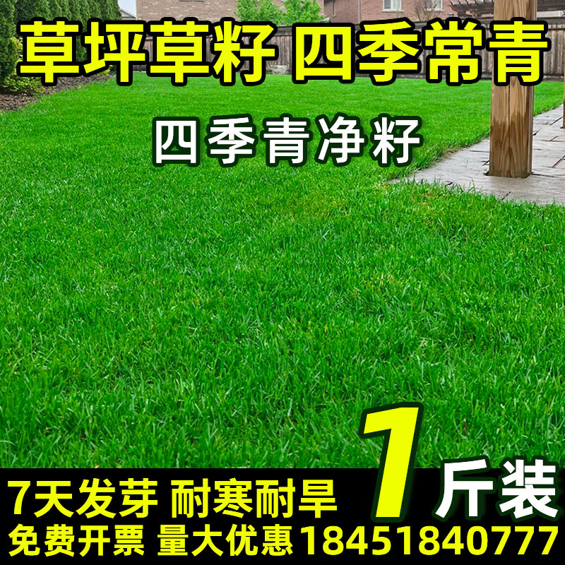草坪种子护坡草籽草皮种子四季常青庭院免修剪耐寒草坪草绿化工程 早熟禾净籽1斤【耐寒耐旱】