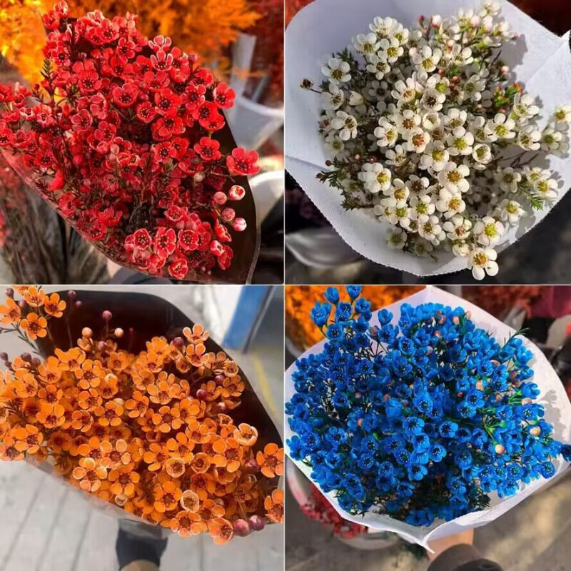 澳洲腊梅水养鲜花云南昆明同城发基地直发冬季长花期家庭插花 随机一个色腊梅约100个花头 +带保鲜剂