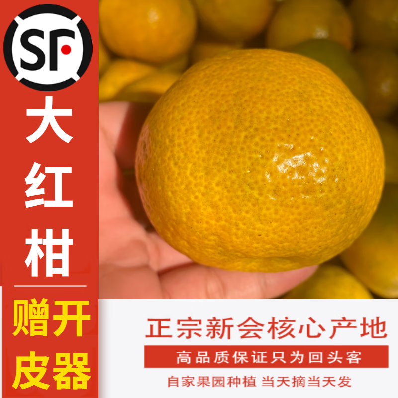 旺园兴新会大红柑 陈皮大红柑二红柑天马产区圈青柑鲜果大红皮陈皮