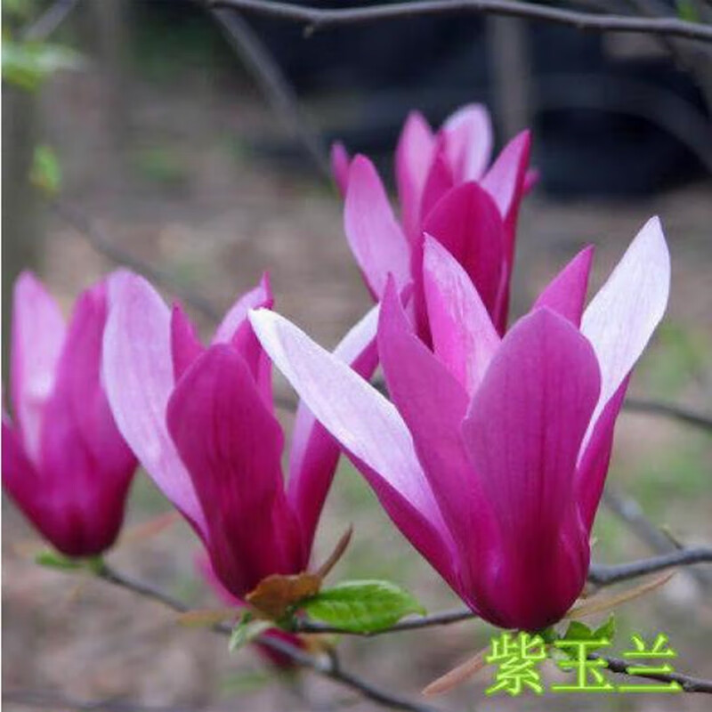 ������������������������������������������ľɽ��������������� ������2����