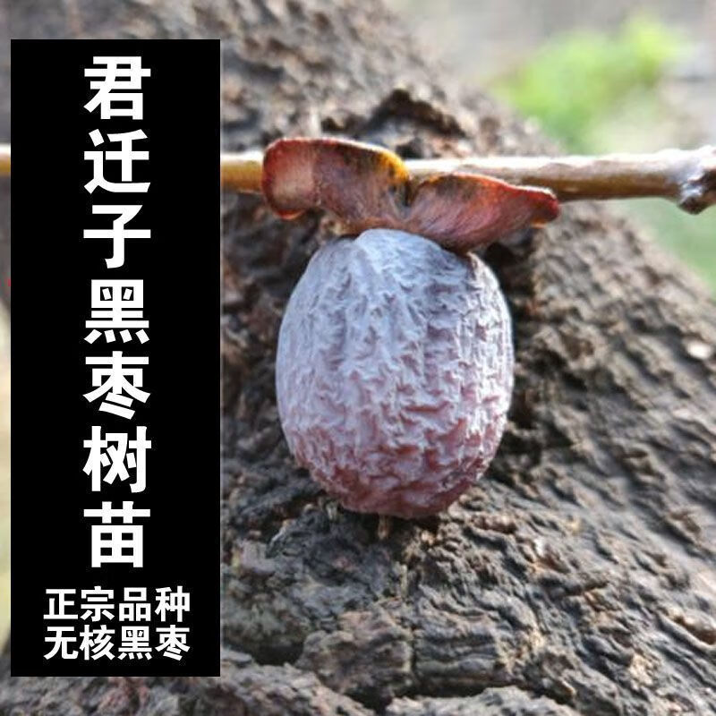 无核黑枣苗软枣苗野生君迁子苗野柿子苗牛奶黑枣果树正宗黑枣树苗 0