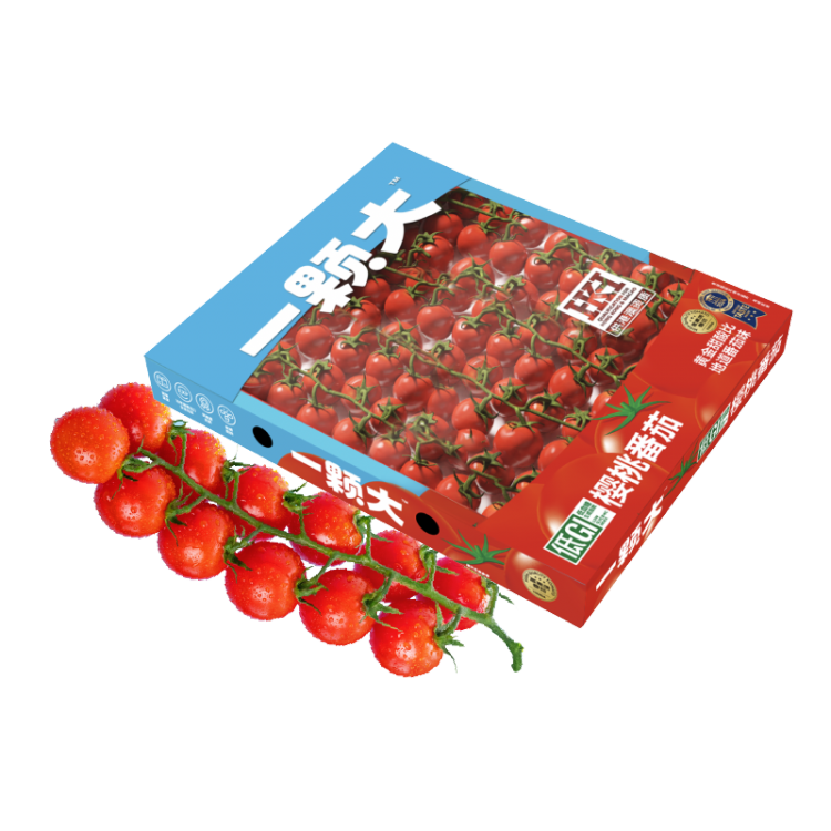 一颗大 樱桃串番茄 甄选礼盒 净重2斤/盒 小西红柿 源头直发包邮