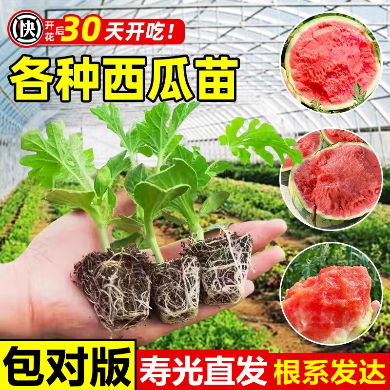 开时果 8424冰糖麒麟西瓜苗盆栽 早佳懒汉无籽大西瓜秧苗地栽四季阳台苗 8424西瓜苗 6棵【红瓤超甜】