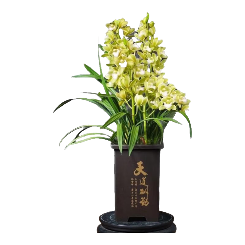 �ƽ�����Ũ���������������������ڻ�����ֲ���Ժ����� 5-6��+2-3֧�����ŷ���+��+������ ��Լ45cm