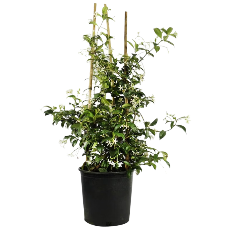 雅致1.5米黃色風(fēng)車茉莉花大苗爬藤植物四季開(kāi)花庭院花卉盆栽源頭直發(fā)