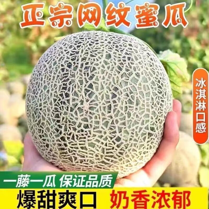 【店铺热销】海南当季网纹蜜瓜冰淇淋口感网纹瓜新鲜现摘蜜瓜 8-9斤装 （3-5个）