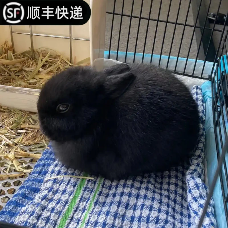 大迷你兔儿童好养宿舍宠物兔荷兰垂耳兔活体 9号黑色侏儒兔