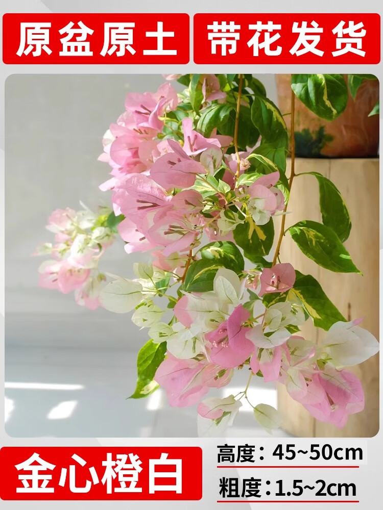 三角梅盆栽绿植物精品大苗带花卉漳红樱绿樱树苗爬藤老桩多季开花 金心橙白大苗45-50cm左右