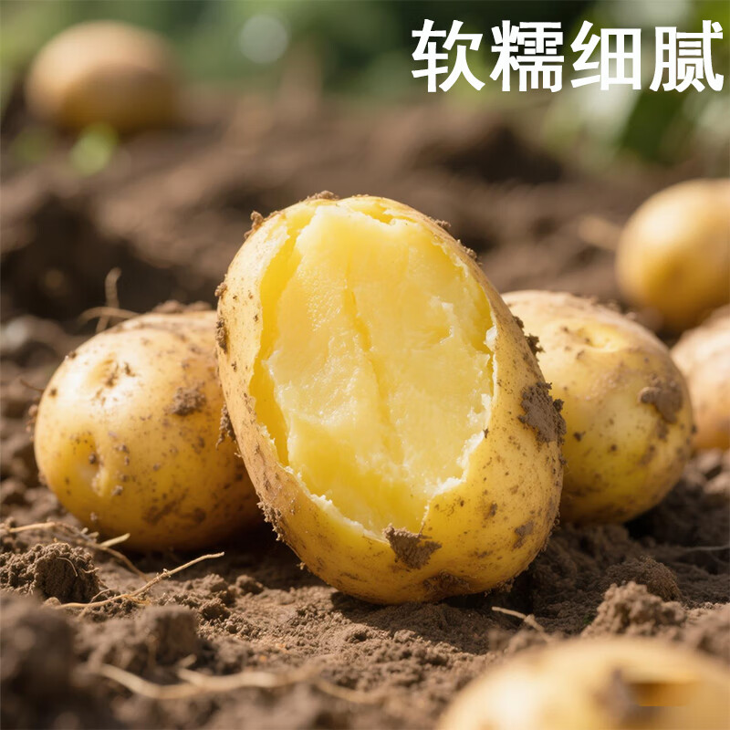 播州鲜贵州新鲜土豆高山马铃薯土豆黄皮黄心土豆5斤农家自种蔬菜 新鲜黄皮土豆9斤 (带箱)