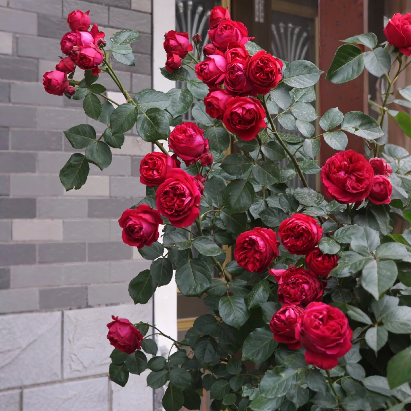 琅阙蔷薇爬藤月季花树苗大苗种子盆栽四季开花 红龙1.6米源头直发