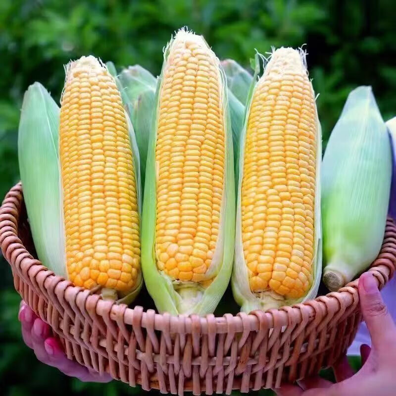 悠轶云南水果玉米 甜玉米棒子新鲜生鲜蔬菜香甜多汁应季 精选2斤 约2-3根 源头直发