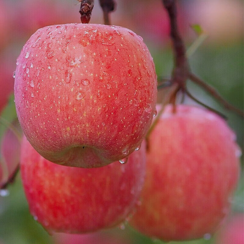【厂家直发】红富士苹果脆甜栖霞新鲜水果江 3斤