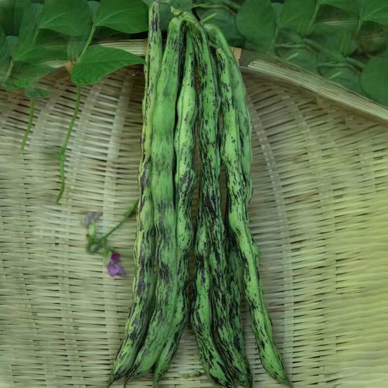 弯钩油豆种子 东北油豆角种子 开锅烂圆油豆挤豆蔬菜种子按斤销售 弯钩油豆种子 【半斤】