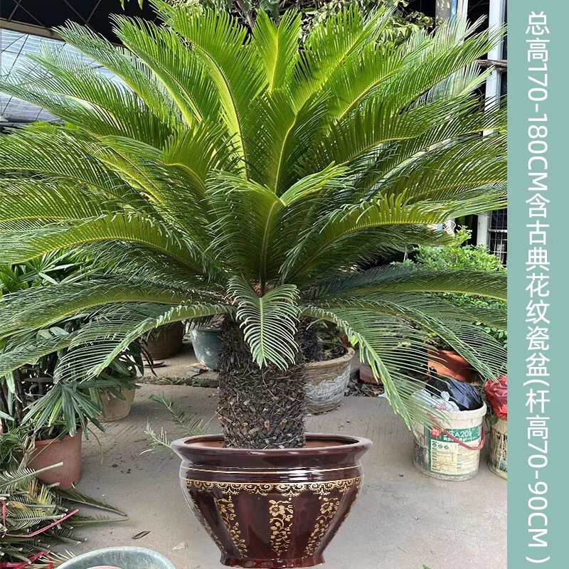 精品鐵樹盆栽大型老樁公母落地綠植陽臺庭院旺宅喬遷送禮盆景好養(yǎng) 多年大老樁170-180CM 帶盆載好送貨上門