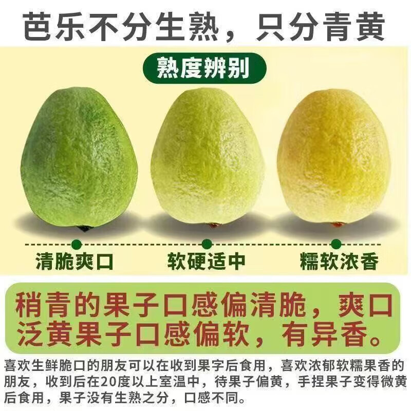 小筑倾橙广东软糯红心芭乐新鲜番石榴水果胭脂红巴乐孕妇水果整箱 3斤实惠装中果【单果120-140g】