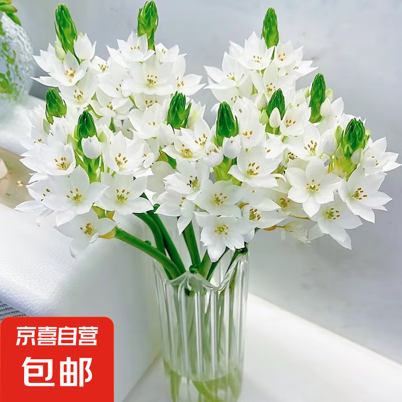 ��ʥ�İٺϡ��ʻ��������л����ӼҲ廨ˮ���廨�����ڳ������� ʥ�İٺ�5֦