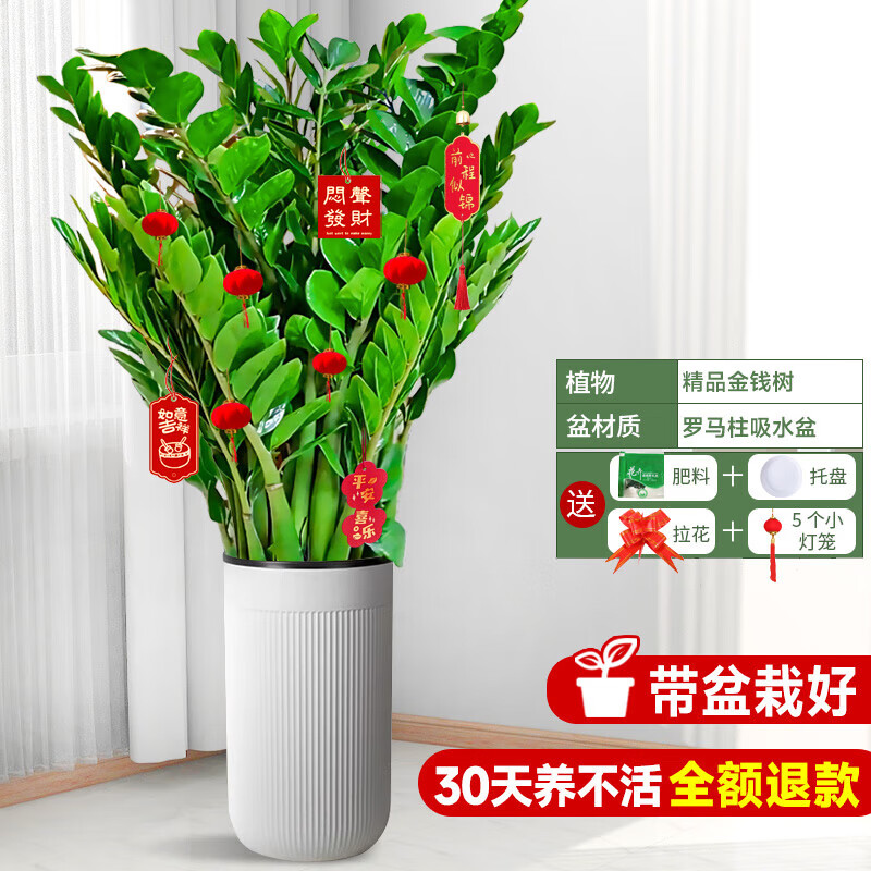 ̾ΪֲִֹԷǮȪ칫辰 Ǯ1-1.2mˮ衿 72.62Ԫ