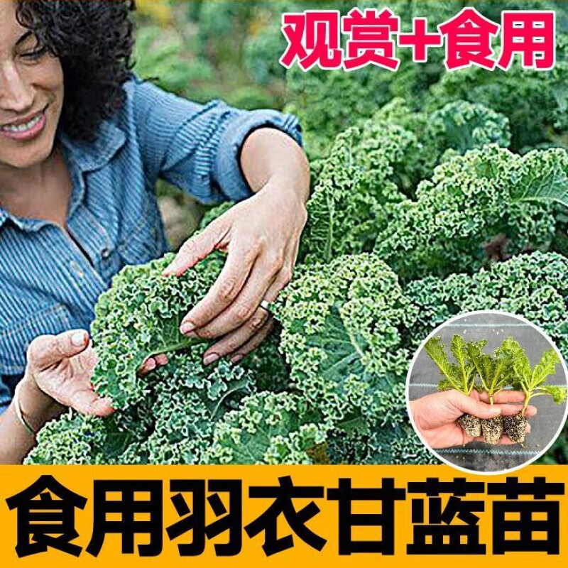 綠羽衣甘藍(lán)秧苗食用觀賞耐熱耐寒紫羽衣甘藍(lán)種子高鈣蔬菜陽臺 壽光苗場直發(fā)【1級苗】 綠羽衣甘藍(lán)苗5棵++1棵+肥