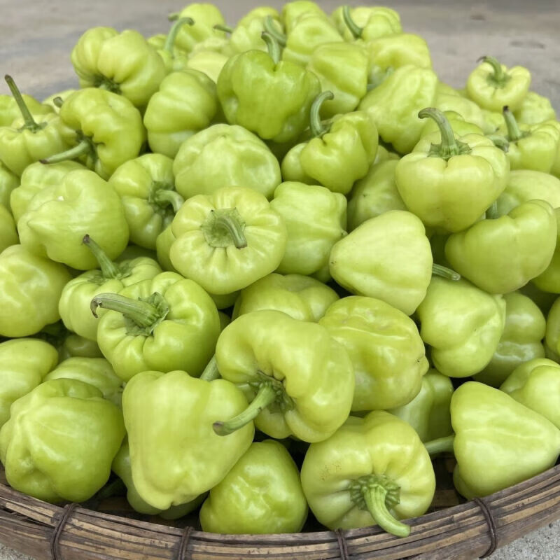 廣西賀州特產(chǎn)新鮮蔬菜燈籠椒農(nóng)家燈籠椒辣椒釀燈籠椒新鮮 3斤 燈籠椒