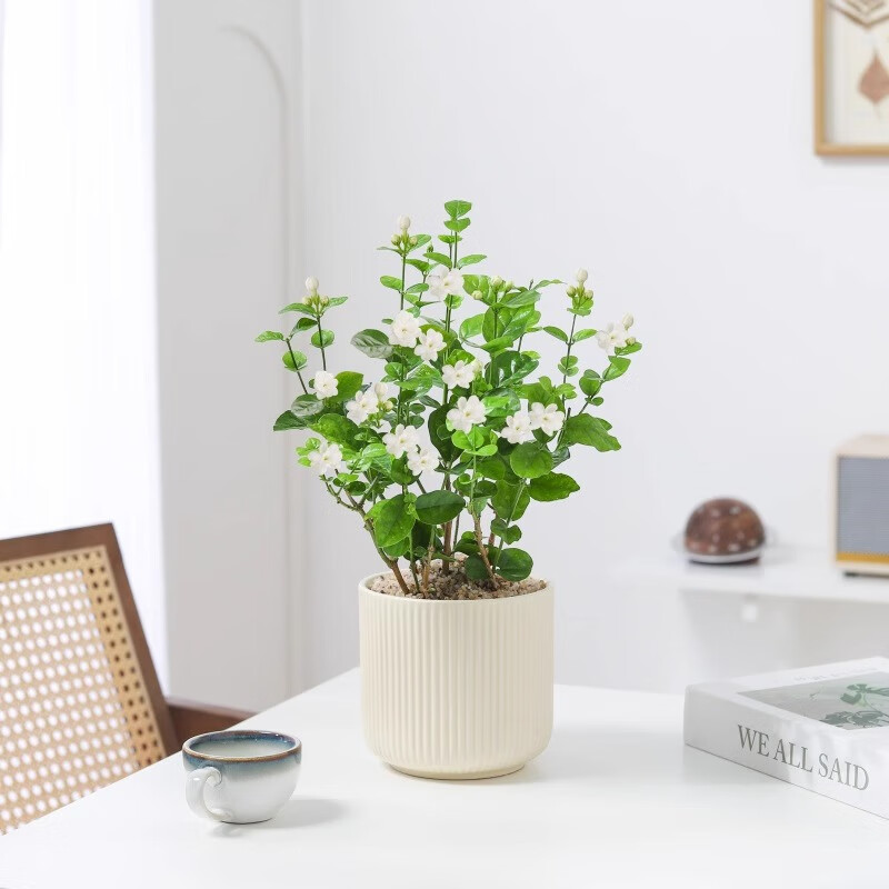 喜鵲說(shuō)茉莉花盆栽植物室內(nèi)開(kāi)花綠植花卉辦公室吸甲醛桌面陽(yáng)臺(tái)好養(yǎng)四季 茉莉花-大豎條紋盆 帶盆栽好