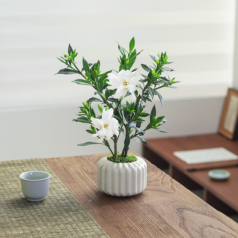 八芽小叶栀子花四季盆栽植物室内好养办公室桌面带盆景花苞开花小绿植 栀子花+竖纹南瓜盆+不含托盘 带盆栽好