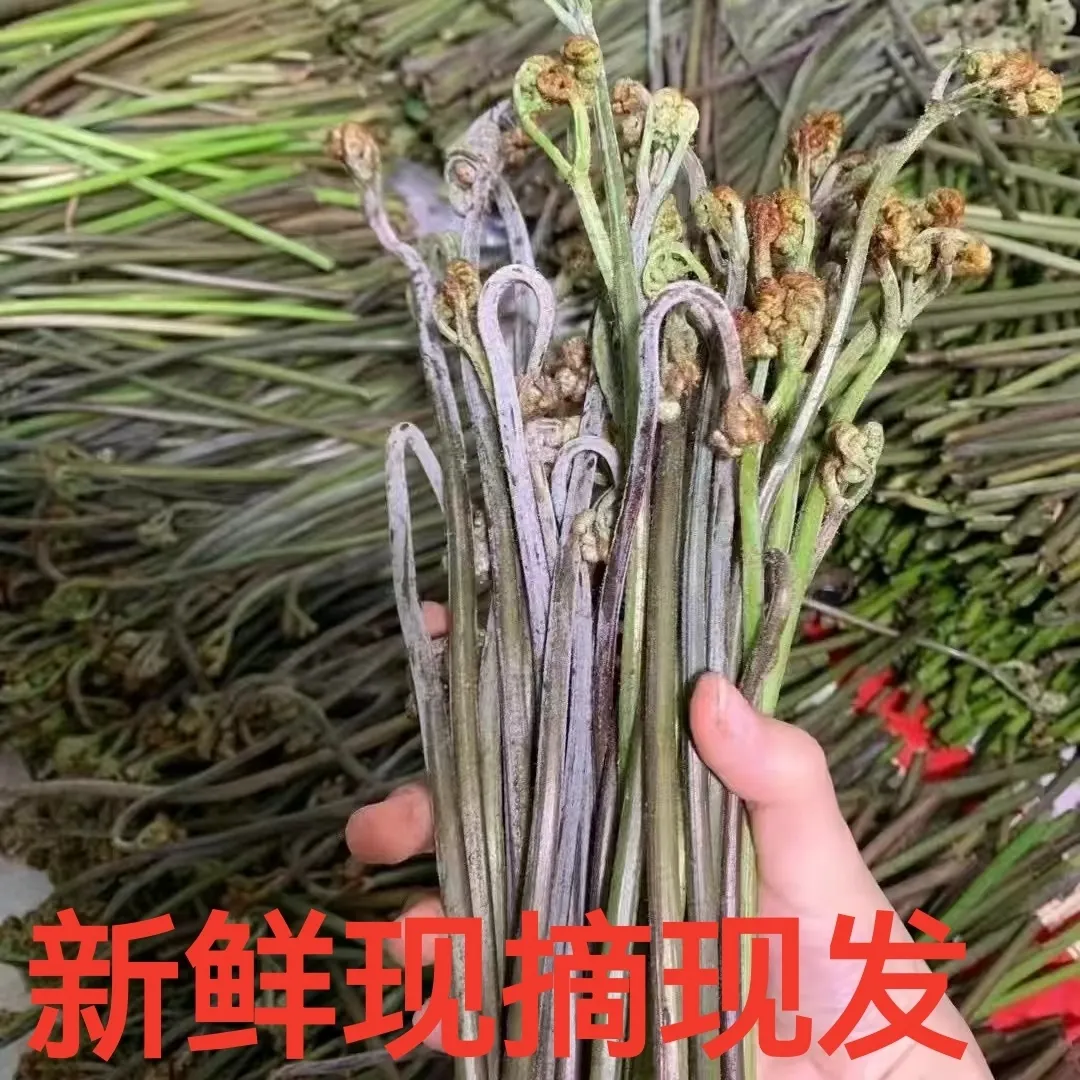 湖南懷化特產(chǎn)蕨菜新鮮野生蔬菜現(xiàn)摘現(xiàn)發(fā)龍爪菜泡菜山蕨菜拳頭菜 1斤試吃