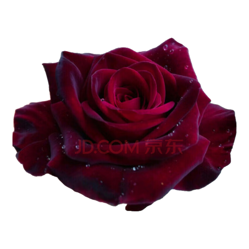 ѹ´¼ شͥԺԹľл ڰͿ 30-50߶ 19Ԫ