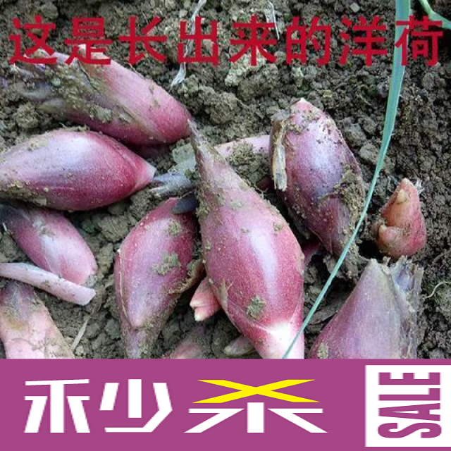 洋荷姜种子阳荷姜种苗洋火姜种根盆栽阳台蔬菜种子特色菜种子 洋禾姜种子 约603粒【发3包】+肥