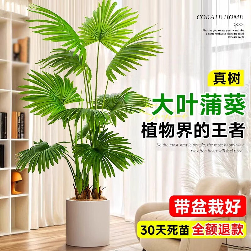 嘆為觀止大型綠植各種大型盆栽發(fā)財(cái)樹金錢樹榕樹流泉楓辦公室內(nèi)盆景好養(yǎng)活 大葉蒲葵1.4-1.5m【圓柱盆】托盤