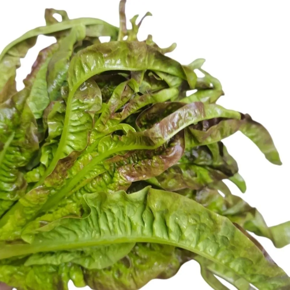 新鲜莴笋莴苣紫叶尖嫩丫细叶青笋尖火锅油焖辣炒时令蔬菜现摘现发 5斤泡沫箱