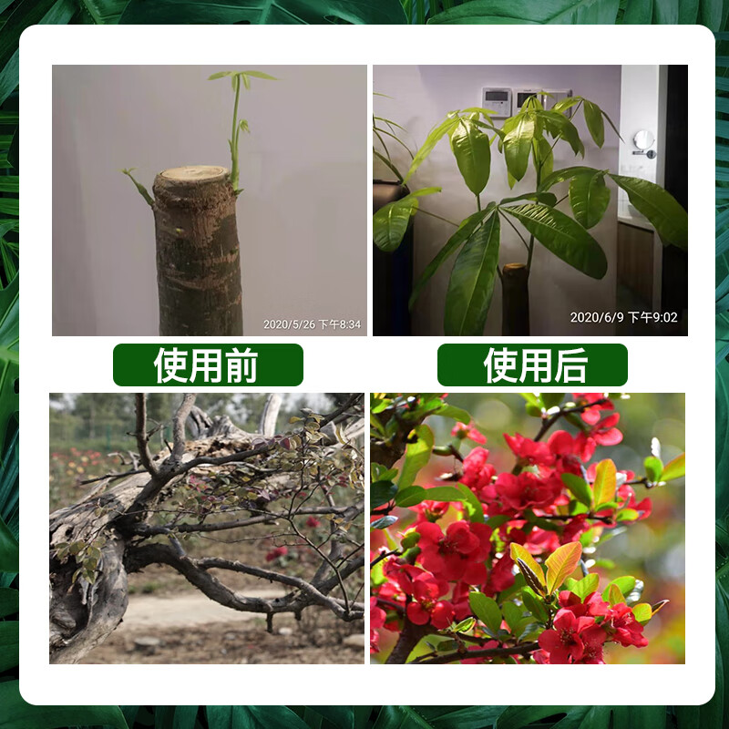 智绿树木营养液吊针液大树输液袋桂花树果树移栽生根剂激活液通用型 20袋营养液+输液管+钻头