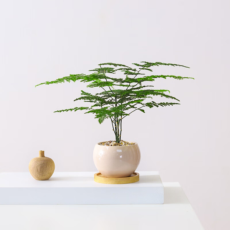 喜鹊说文竹盆栽室内办公室绿植客厅茶几桌面微景观趣味创意迷你植物摆件 文竹+陶瓷小汤圆盆+竹底托+铺面