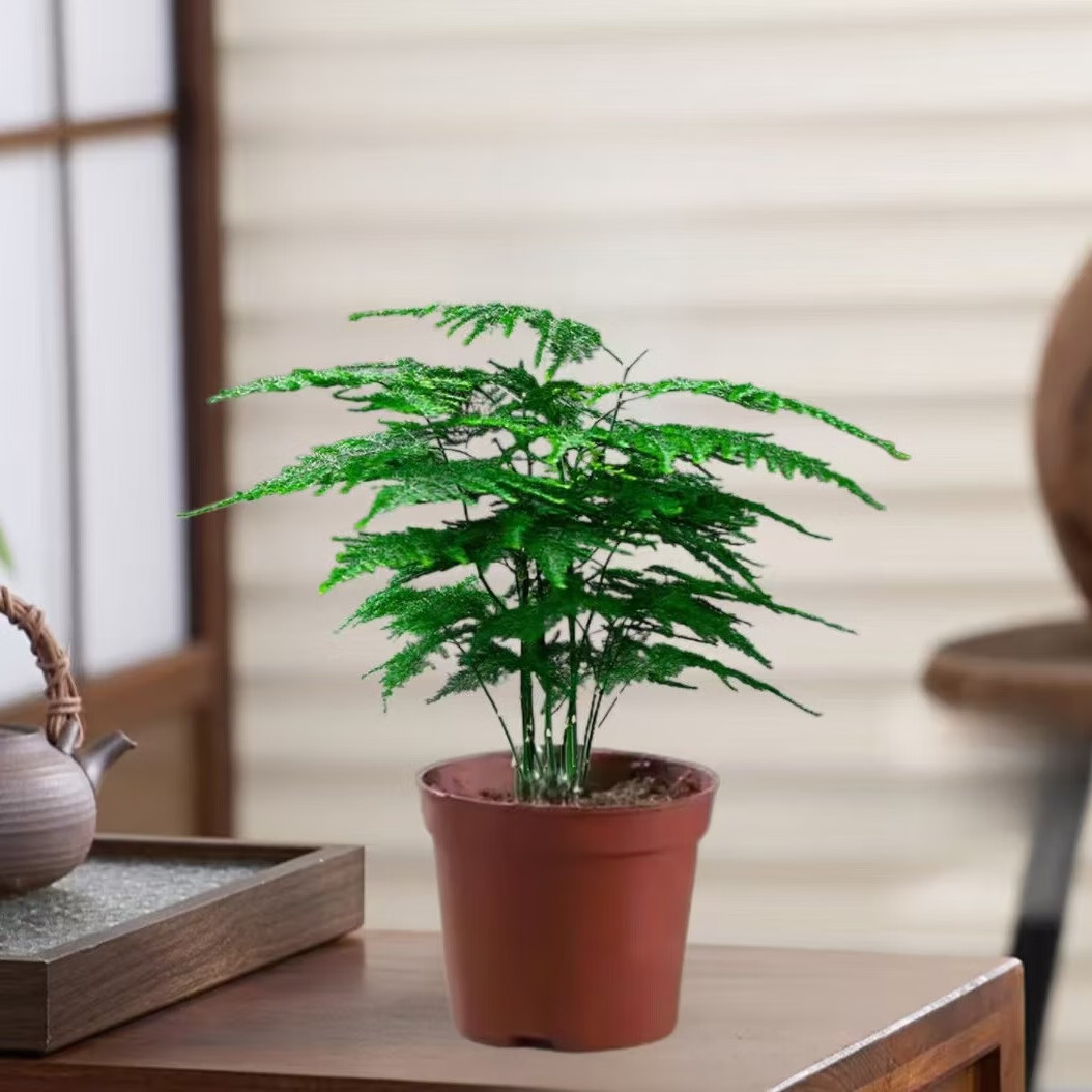 佰花锦新中式文竹桌面盆栽绿植办公室客厅盆景茶台卧室好养绿植花卉植物 精品文竹基地原盆原土X1 20-30cm