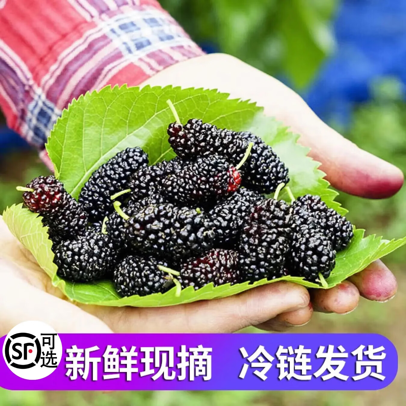 舌尖乡甜桑葚鲜果 现摘新鲜桑椹无沙免洗四川桑葚果孕妇应季时令水果 酵素 【顺丰快递】净重2斤现摘现发