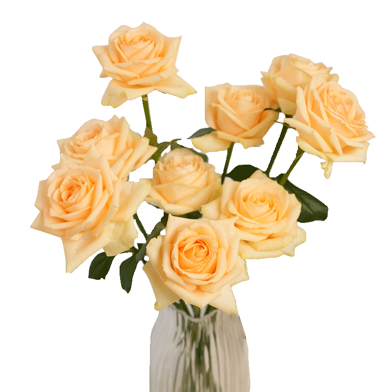 京东鲜花玫瑰花随机颜色20枝(1-2种颜色)40cm基地鲜切花生活花束源头直发